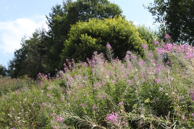 Many beautiful plants with flowers growing outdoors