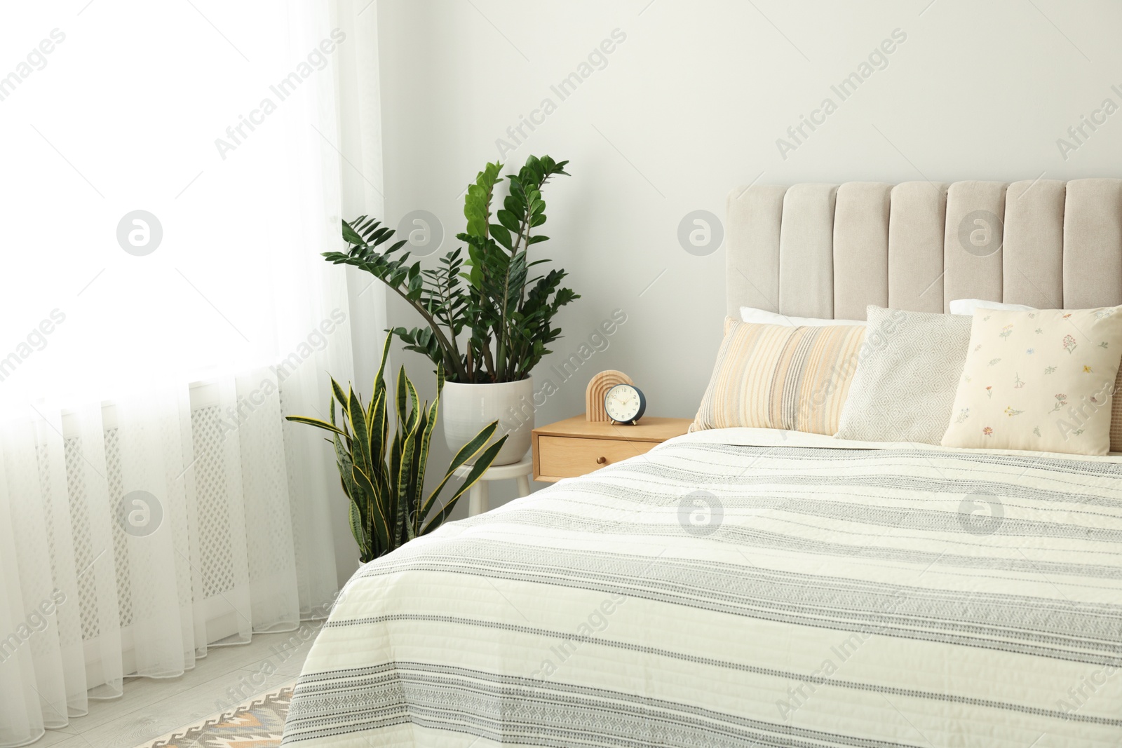 Photo of Large bed, houseplants and bedside table in stylish room