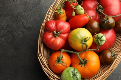 Different ripe and unripe tomatoes in wicker basket on grey table, top view