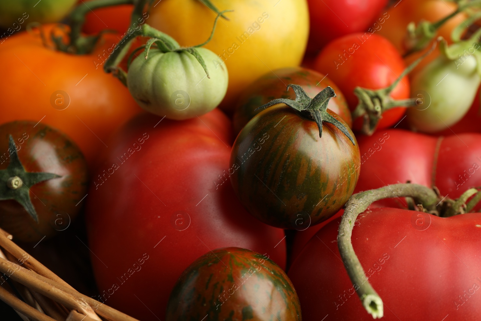 Photo of Different ripe and unripe tomatoes in wicker basket on table, closeup