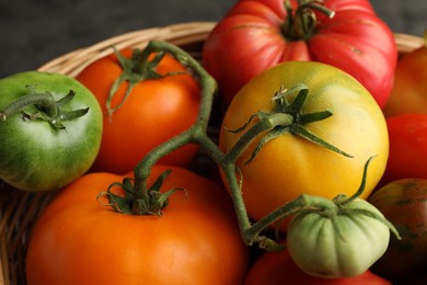 Different ripe and unripe tomatoes in wicker basket on table, closeup