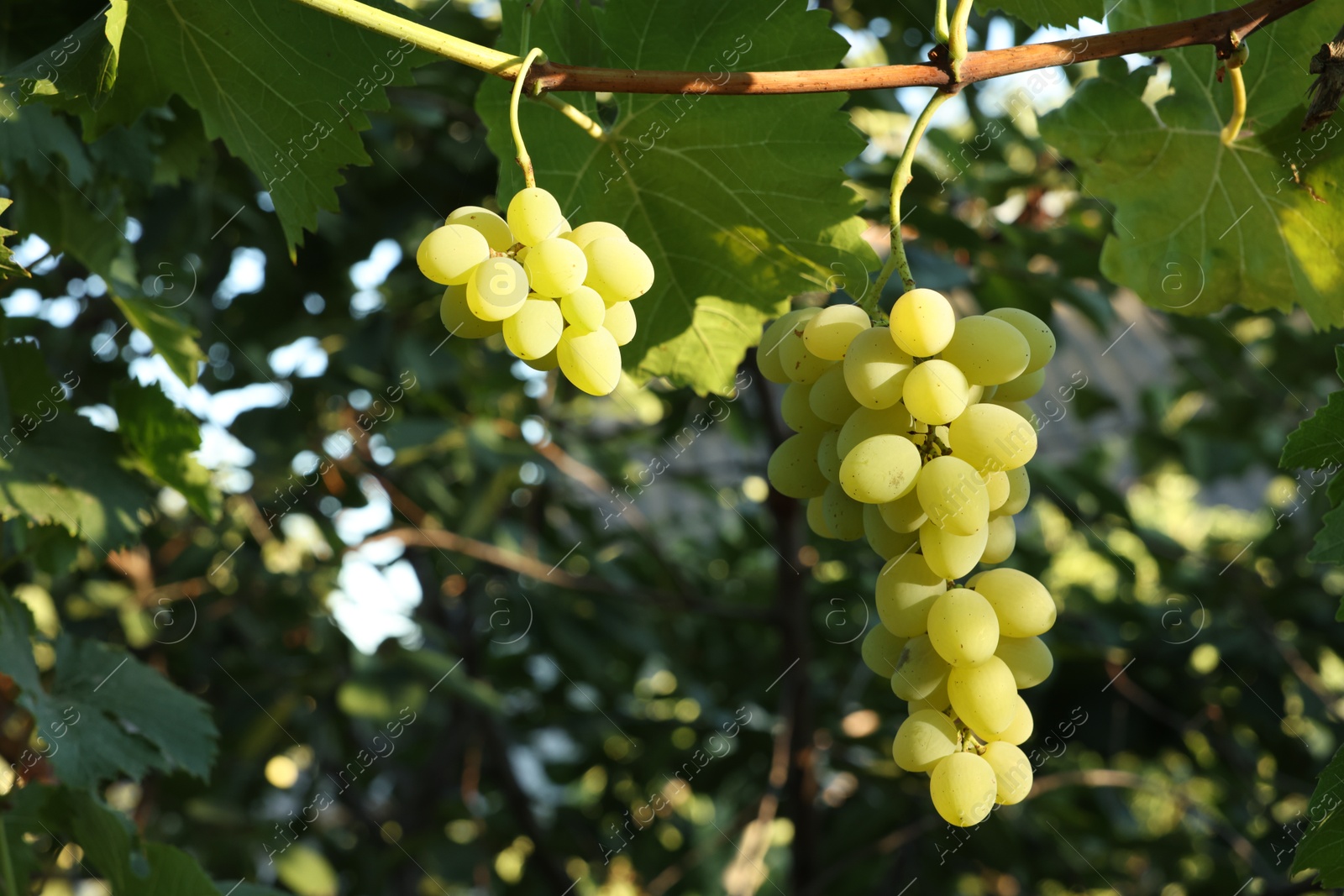 Photo of Fresh green grapes growing in vineyard outdoors