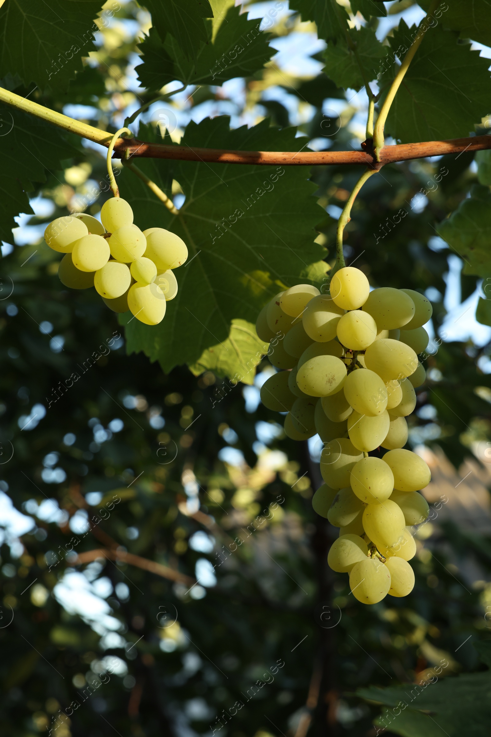 Photo of Fresh green grapes growing in vineyard outdoors