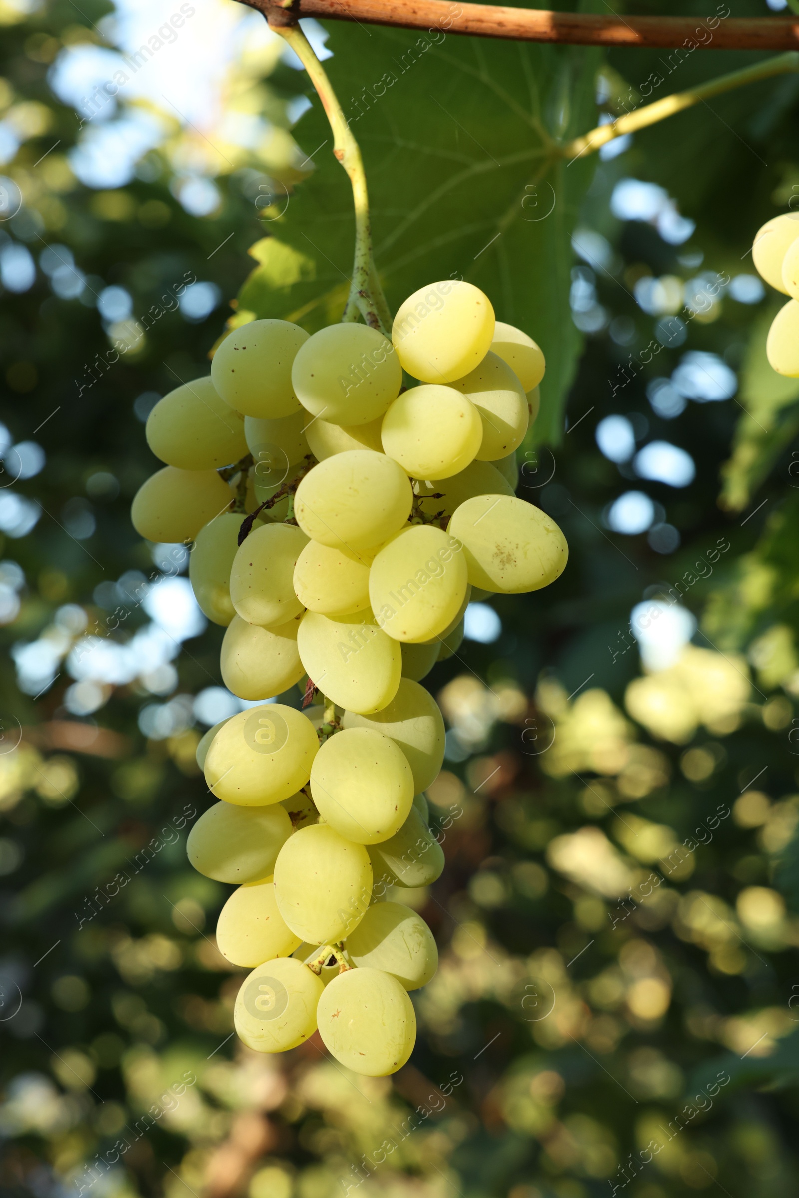 Photo of Fresh green grapes growing in vineyard outdoors