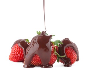 Pouring melted chocolate onto fresh strawberries isolated on white