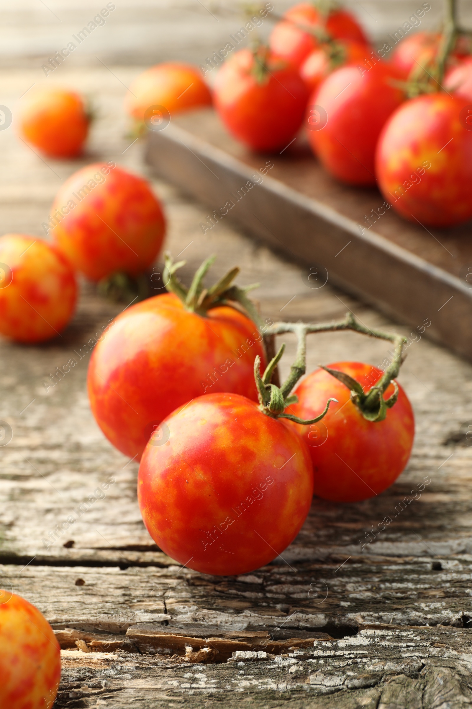 Photo of Fresh ripe tomatoes on wooden table, closeup