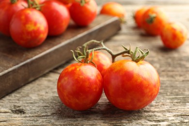 Fresh ripe tomatoes on wooden table, closeup