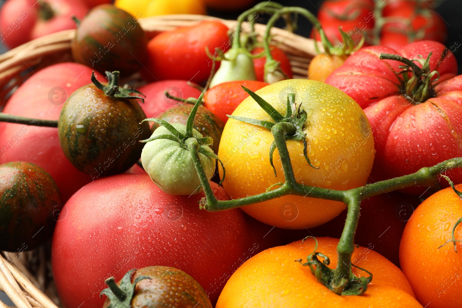 Photo of Different ripe and unripe tomatoes in wicker basket on table, closeup