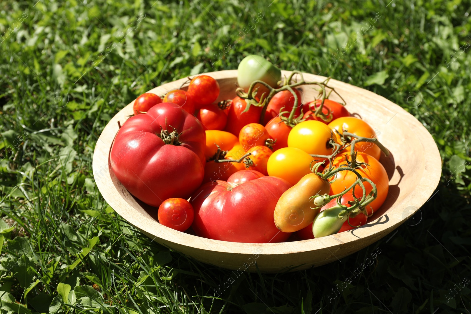 Photo of Different fresh tomatoes in bowl on green grass outdoors