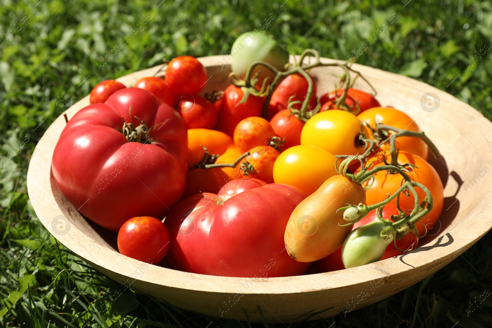 Photo of Different fresh tomatoes in bowl on green grass outdoors, closeup