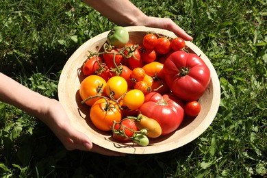 Woman holding bowl of different fresh tomatoes on sunny day, closeup