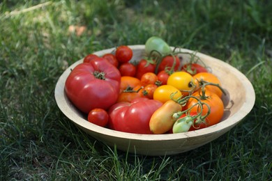 Photo of Different fresh tomatoes in bowl on green grass outdoors