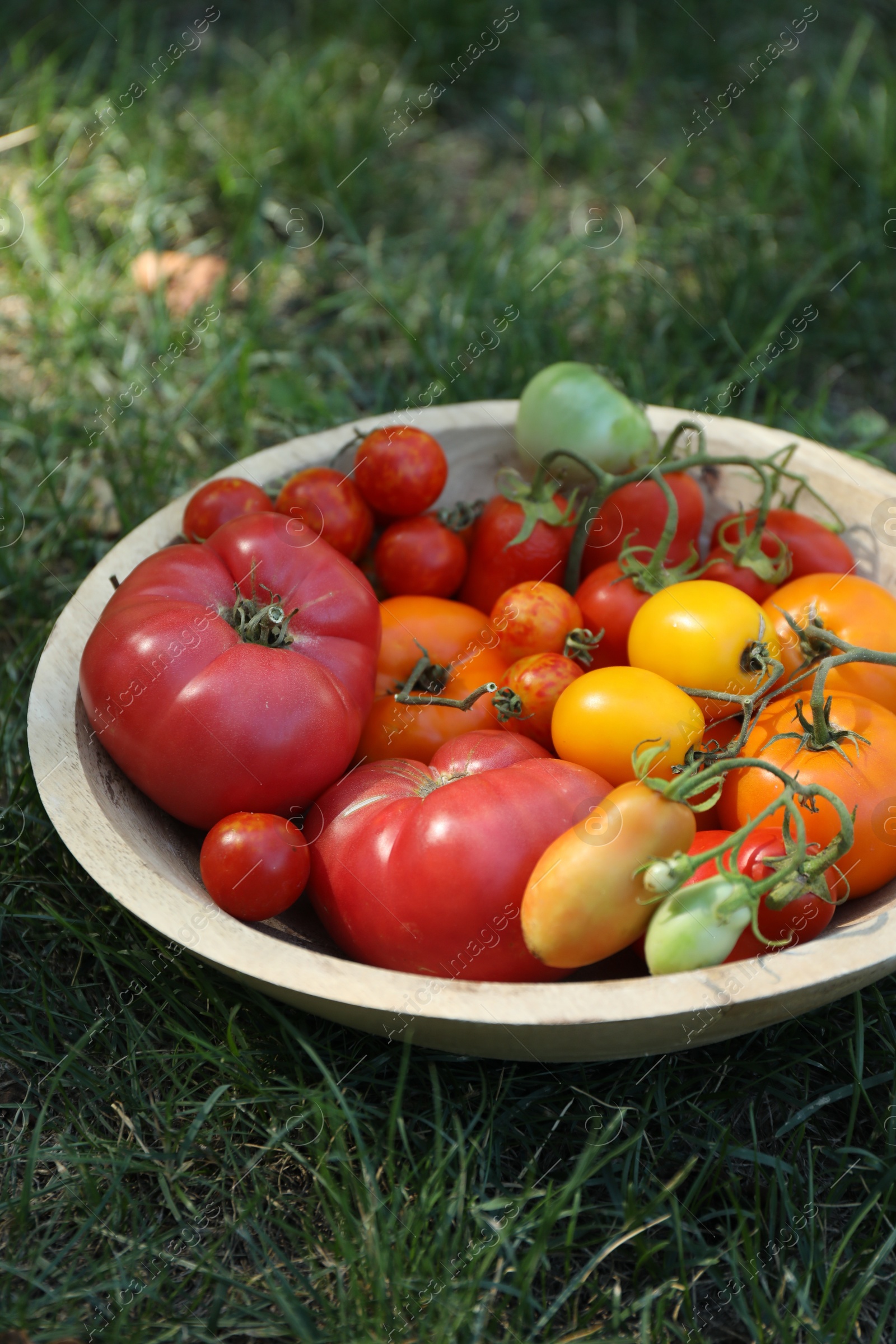 Photo of Different fresh tomatoes in bowl on green grass outdoors