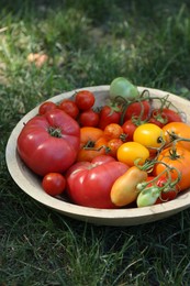 Photo of Different fresh tomatoes in bowl on green grass outdoors