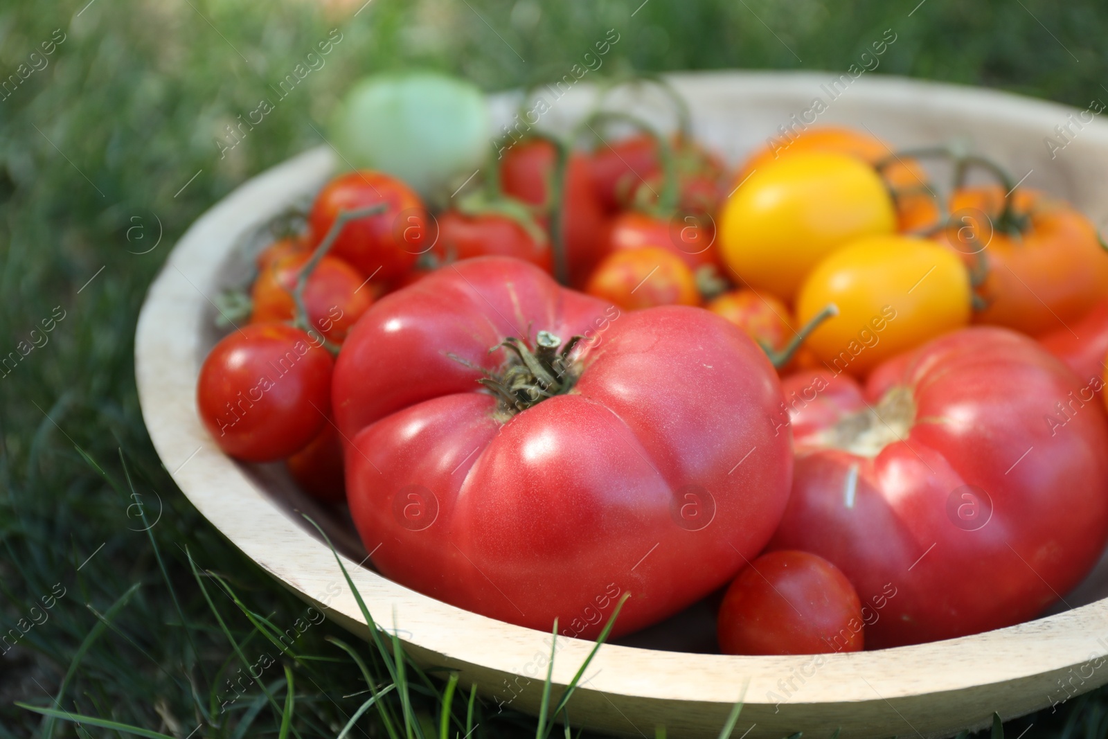 Photo of Different fresh tomatoes in bowl on green grass outdoors, closeup