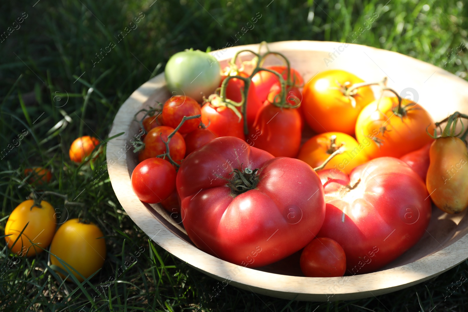 Photo of Different fresh tomatoes in bowl on green grass outdoors, closeup