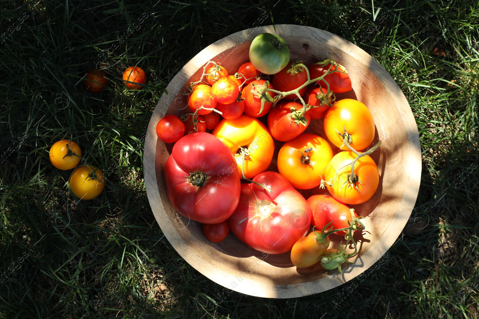 Photo of Different fresh tomatoes in bowl on green grass outdoors, flat lay