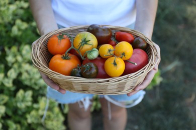 Woman holding wicker basket of different fresh tomatoes outdoors, closeup