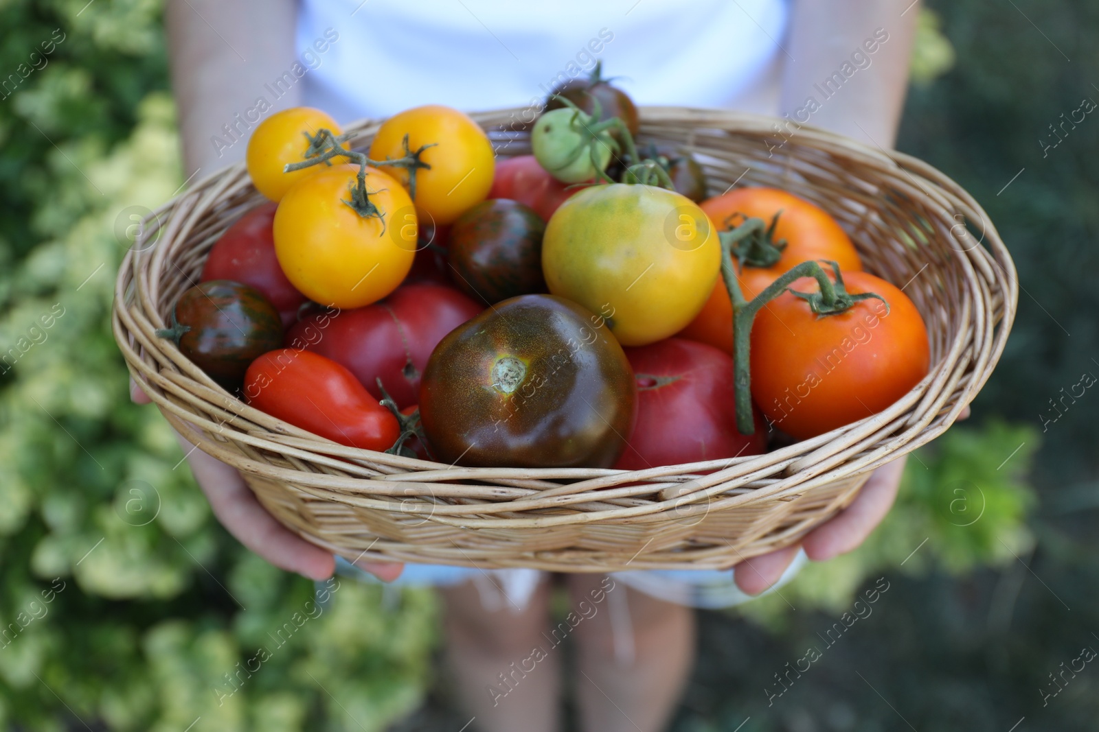 Photo of Woman holding wicker basket of different fresh tomatoes outdoors, closeup