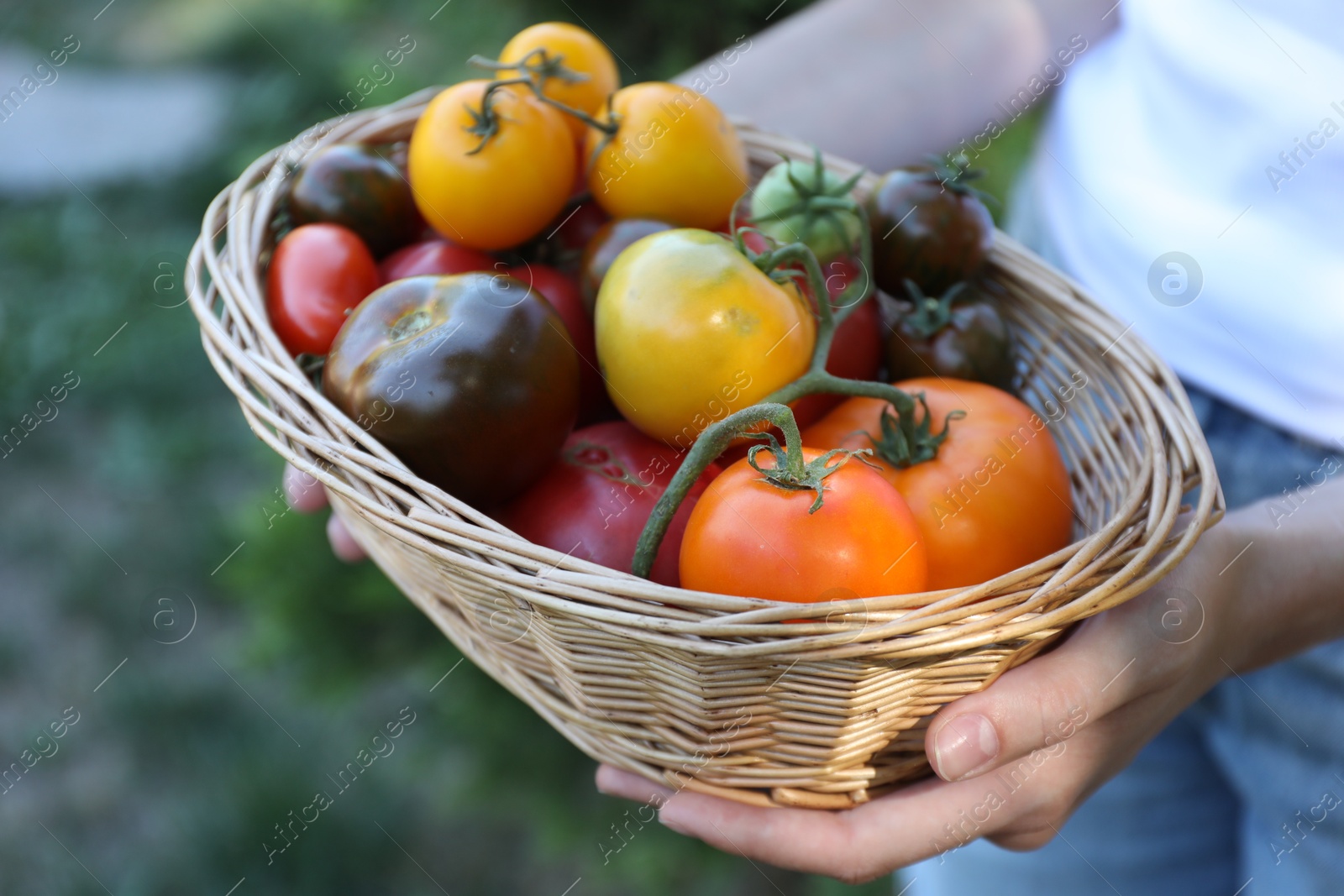 Photo of Woman holding wicker basket of different fresh tomatoes outdoors, closeup