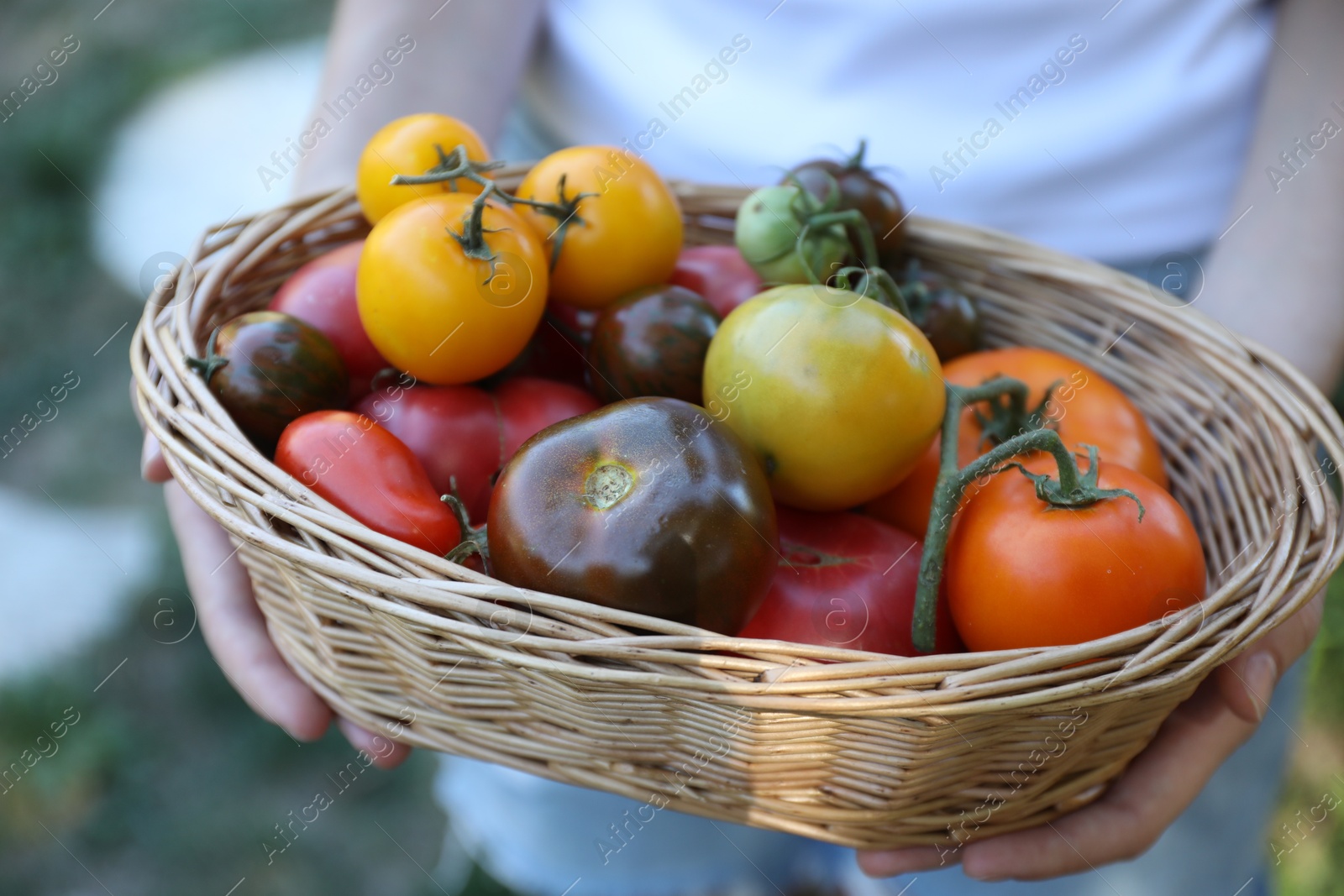 Photo of Woman holding wicker basket of different fresh tomatoes outdoors, closeup