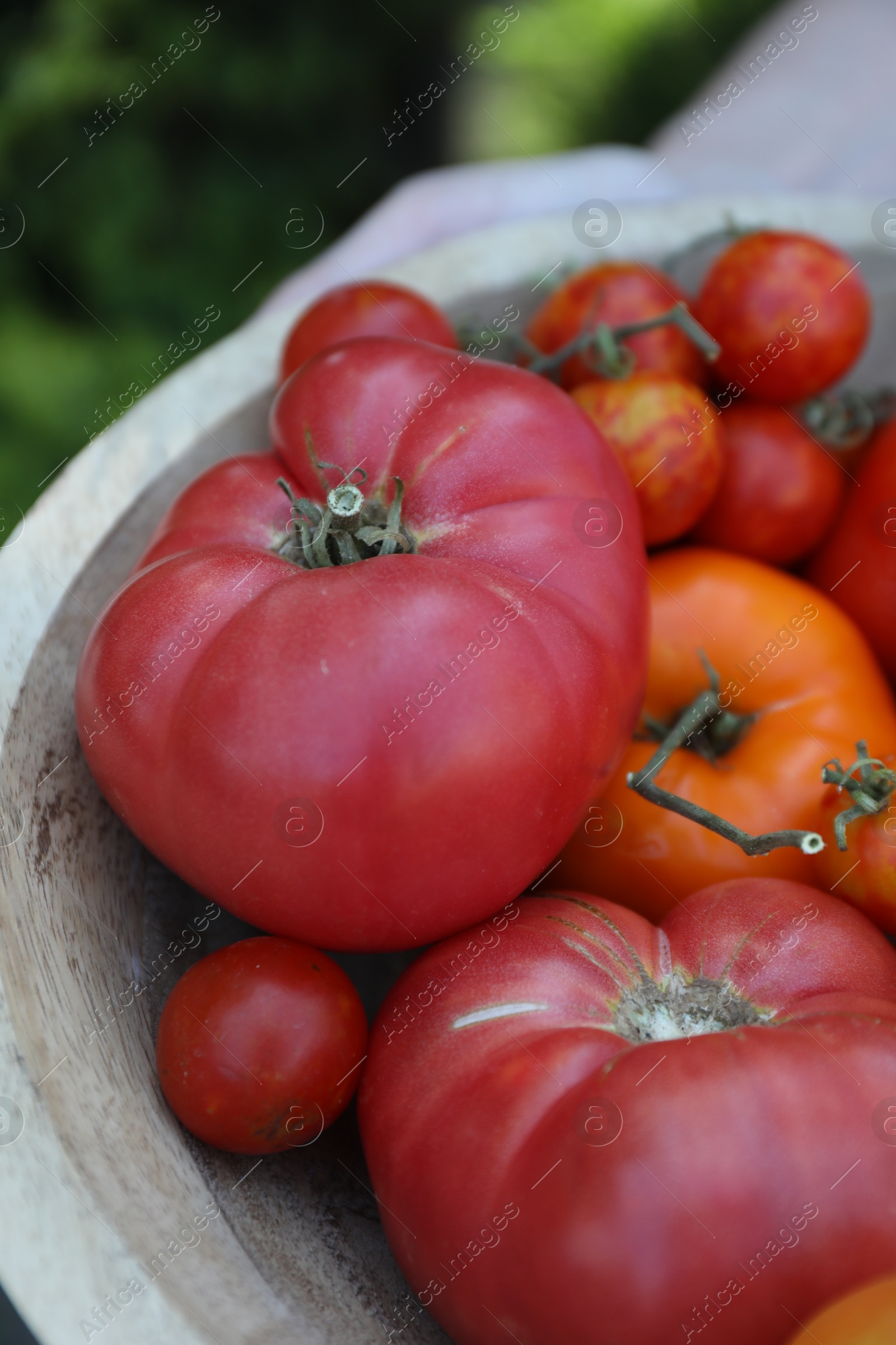 Photo of Different ripe tomatoes in bowl outdoors, closeup