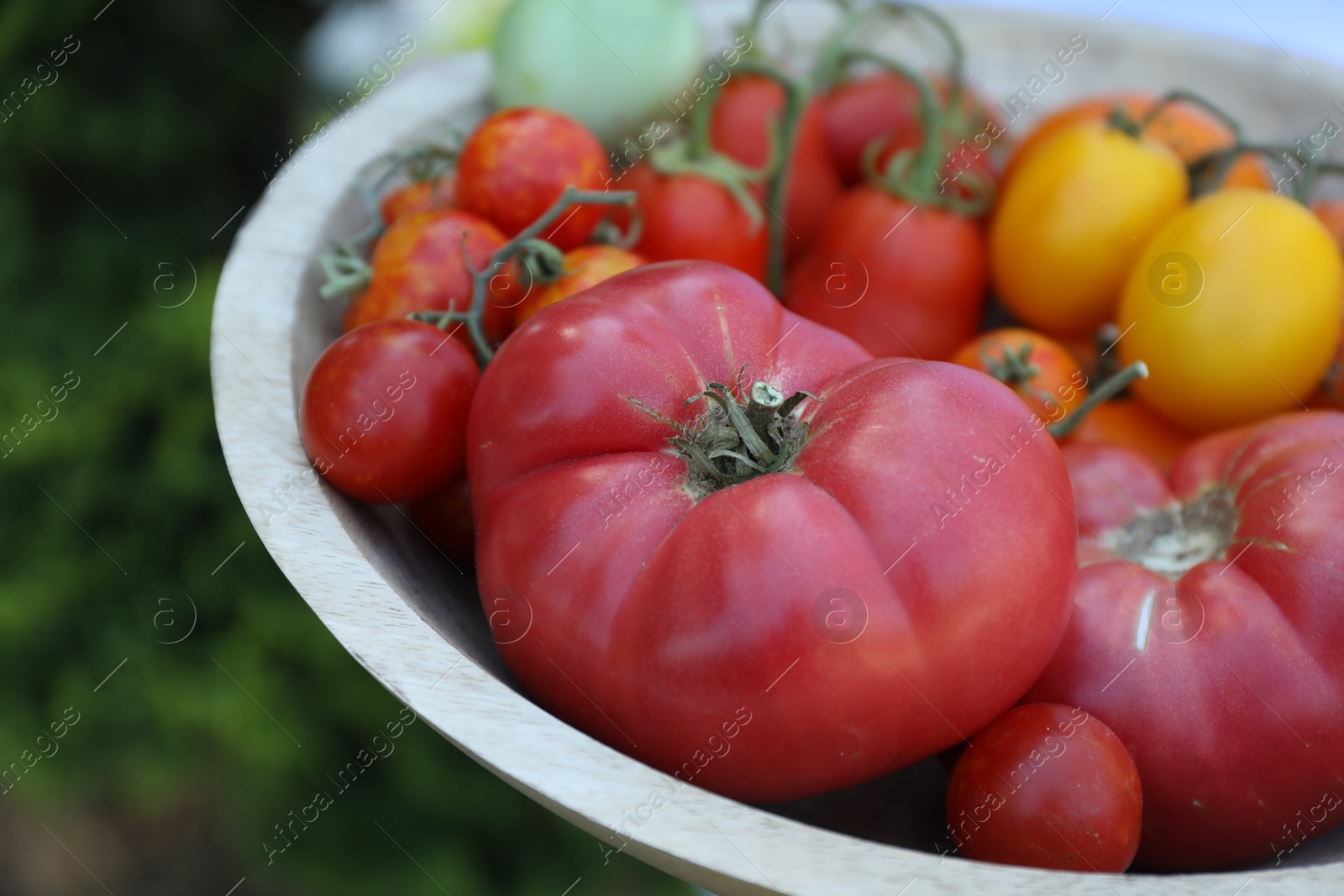 Photo of Different ripe tomatoes in bowl outdoors, closeup