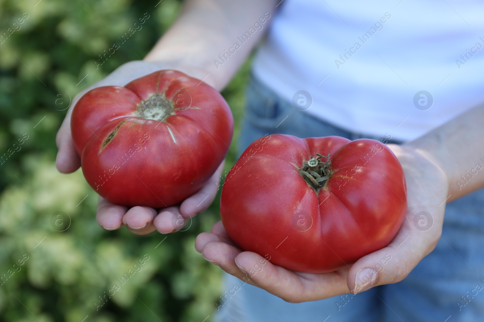 Photo of Woman holding fresh ripe tomatoes outdoors, closeup