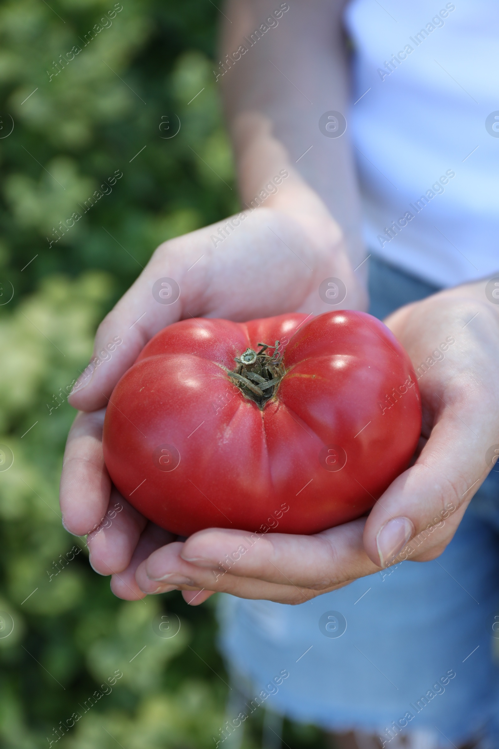 Photo of Woman holding fresh ripe tomato outdoors, closeup