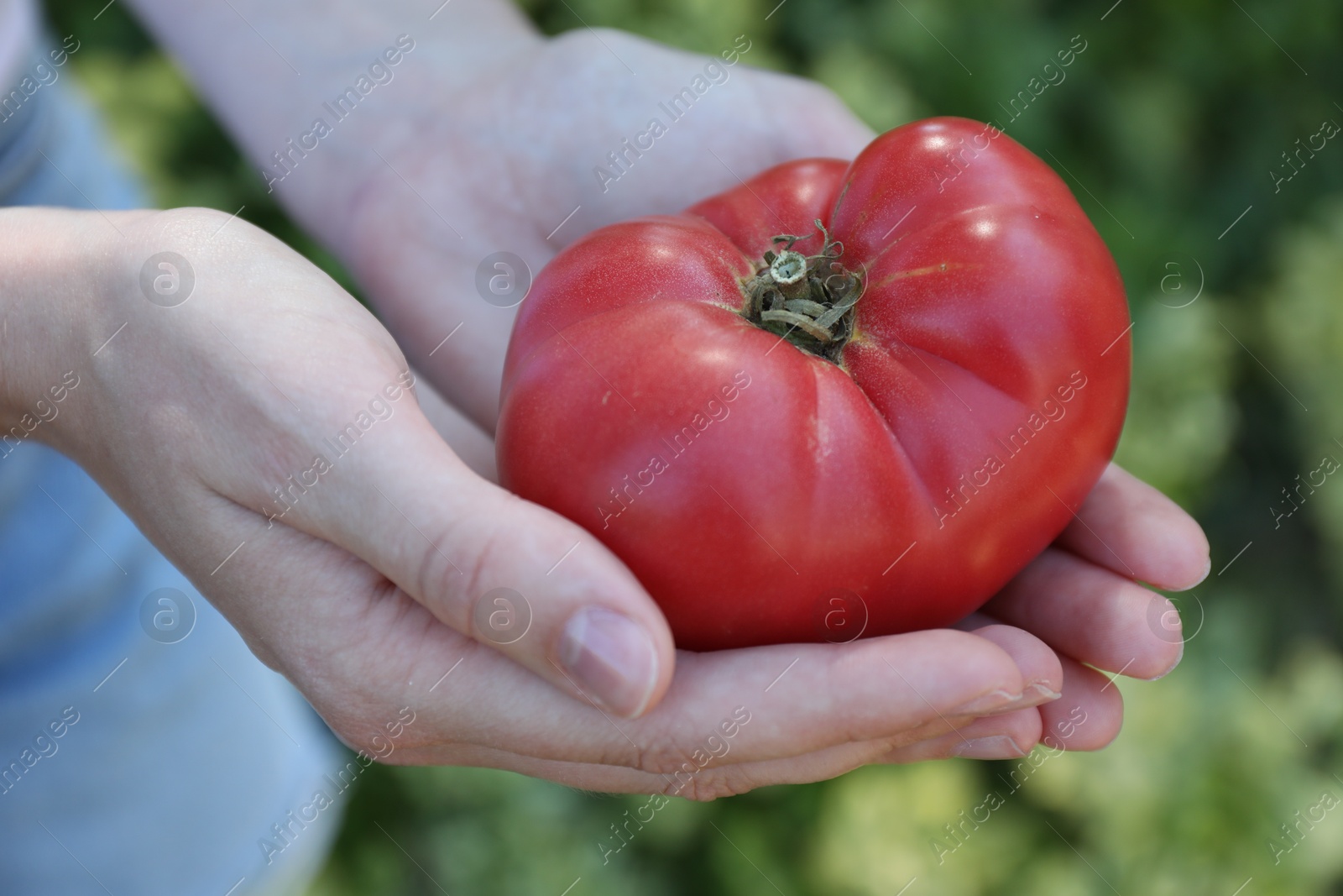 Photo of Woman holding fresh ripe tomato outdoors, closeup