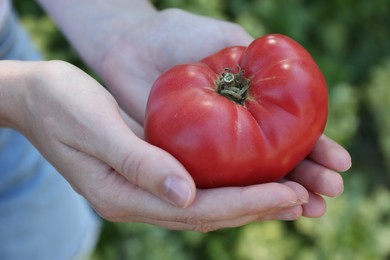 Woman holding fresh ripe tomato outdoors, closeup