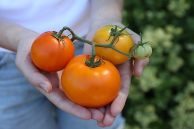 Photo of Woman holding branch of fresh tomatoes outdoors, closeup