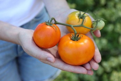 Photo of Woman holding branch of fresh tomatoes outdoors, closeup