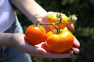 Photo of Woman holding branch of fresh tomatoes outdoors, closeup