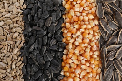 Photo of Different sunflower seeds and corn kernels as background, top view