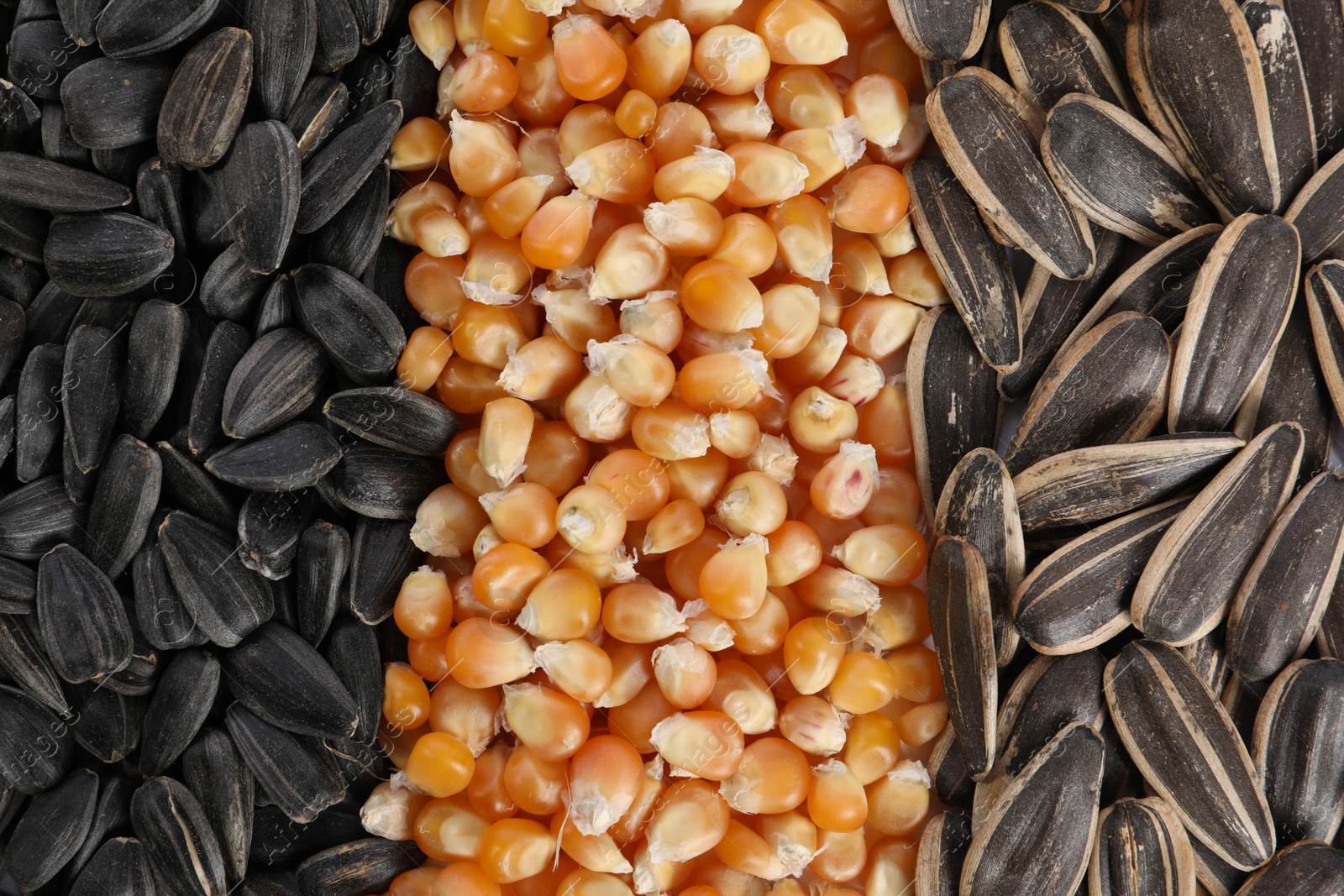 Photo of Sunflower seeds and corn kernels as background, top view