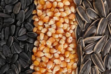 Photo of Sunflower seeds and corn kernels as background, top view