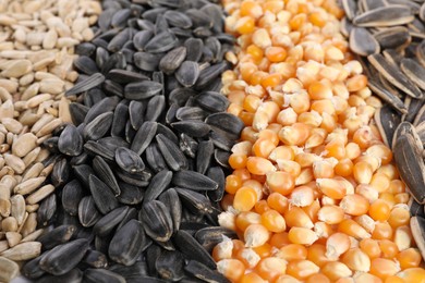 Photo of Different sunflower seeds and corn kernels as background, closeup