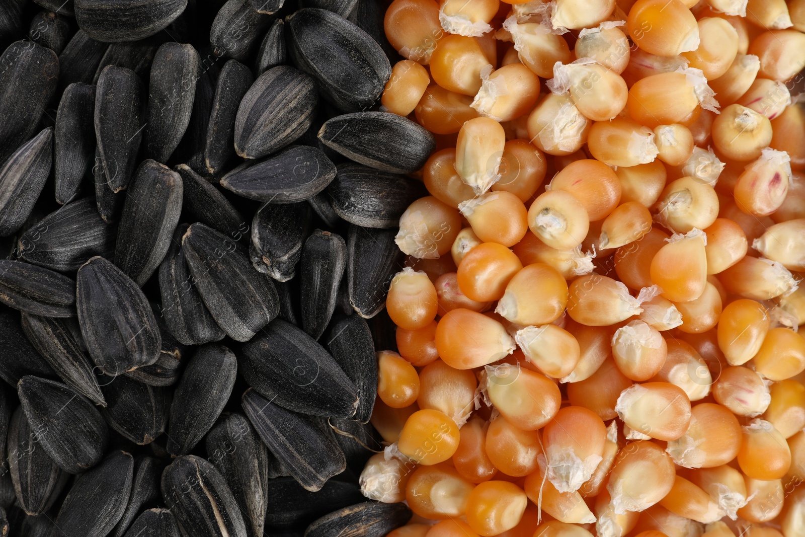 Photo of Sunflower seeds and corn kernels as background, top view