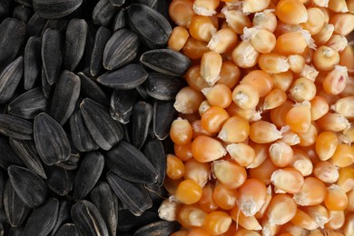 Photo of Sunflower seeds and corn kernels as background, top view