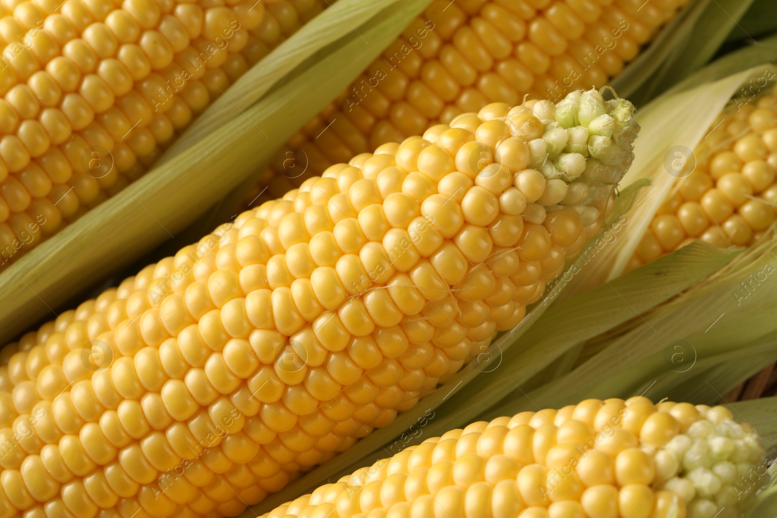 Photo of Many fresh ripe corncobs with green husks as background, closeup