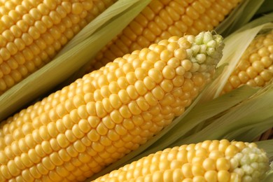 Many fresh ripe corncobs with green husks as background, closeup