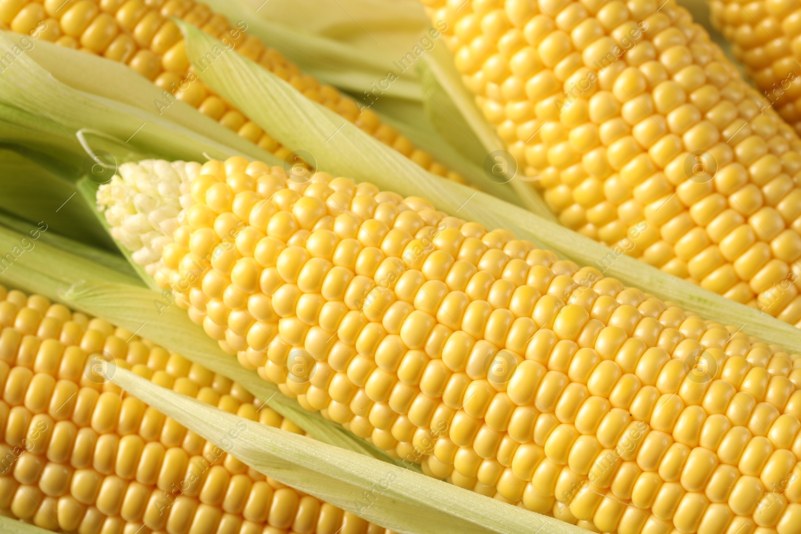 Photo of Many fresh ripe corncobs with green husks as background, closeup