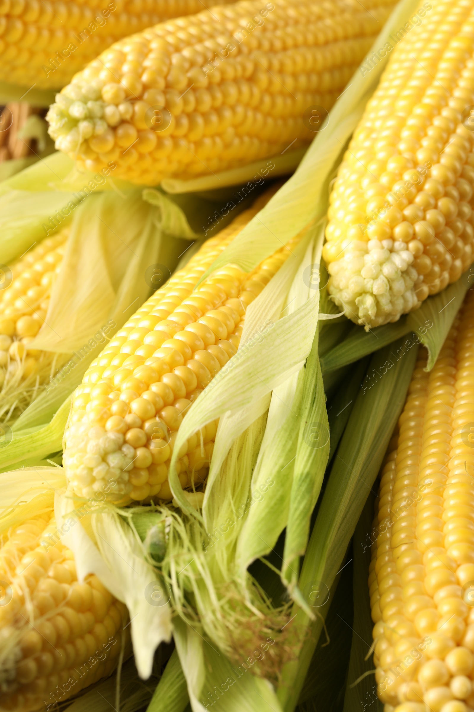 Photo of Many fresh ripe corncobs with green husks as background, closeup