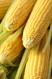 Many fresh ripe corncobs with green husks as background, closeup