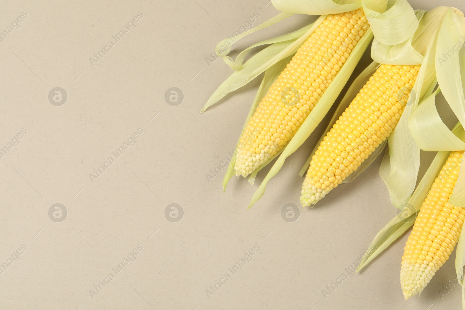 Photo of Many fresh ripe corncobs with husks on beige background, top view. Space for text