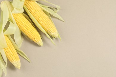 Many fresh ripe corncobs with husks on beige background, top view. Space for text