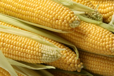 Many fresh ripe corncobs with green husks as background, closeup