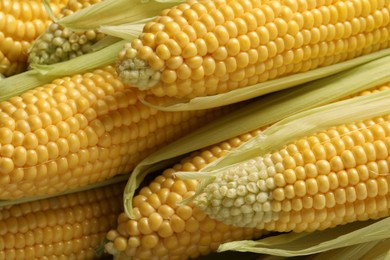 Photo of Many fresh ripe corncobs with green husks as background, closeup