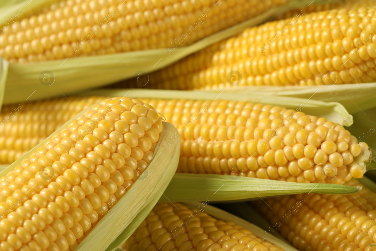 Photo of Many fresh ripe corncobs with green husks as background, closeup